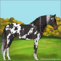 Horse Color:White Spotted Liver Chestnut 
