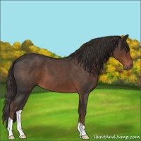 Horse Color:Liver Red Roan 