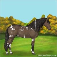 Horse Color:White Spotted Liver Chestnut 