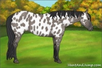 Horse Color:Grullo Appaloosa Brindle 