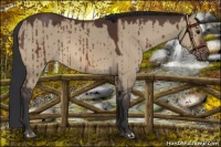 Horse Color:Bay Dun Brindle 