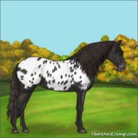 Horse Color:Liver Chestnut Appaloosa 