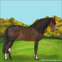 Horse Color:Liver Chestnut Sabino 