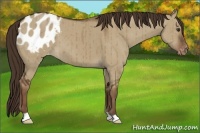 Horse Color:Liver Red Dun Appaloosa Brindle 
