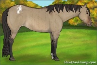 Horse Color:Bay Dun Appaloosa Brindle 