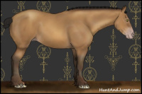 Horse Color:Gray Amber Champagne 