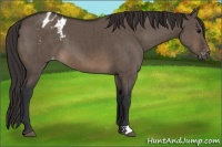 Horse Color:Brown Dun Varnish Brindle 