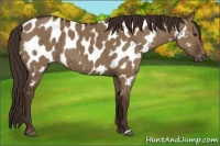 Horse Color:Liver Red Dun Appaloosa Rabicano Brindle 