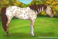 Horse Color:Bay Dun Appaloosa Brindle 