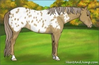 Horse Color:Chocolate Palomino Dun Appaloosa Brindle 