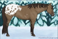 Horse Color:Liver Red Dun Appaloosa Brindle