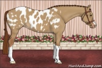 Horse Color:Red Dun Appaloosa