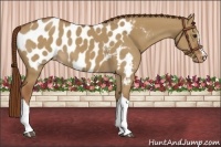 Horse Color:Red Dun Appaloosa 