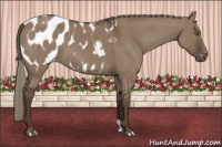 Horse Color:Liver Red Dun Mushroom Appaloosa