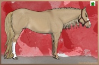 Horse Color:Red Dun Mushroom 