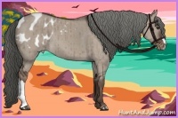Horse Color:Liver Red Dun Appaloosa Brindle