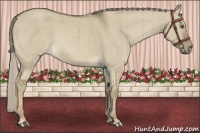 Horse Color:Chocolate Palomino Dun Mushroom Brindle 