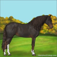 Horse Color:Liver Chestnut Sabino 