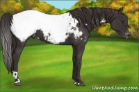 Horse Color:White Spotted Liver Chestnut Sabino Near Fewspot 