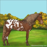 Horse Color:White Spotted Liver Chestnut Appaloosa 
