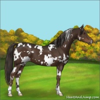Horse Color:White Spotted Liver Chestnut 