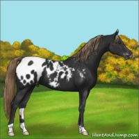 Horse Color:Liver Chestnut Appaloosa 