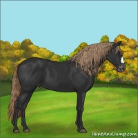 Horse Color:Liver Chestnut Varnish 