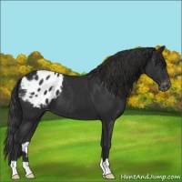 Horse Color:Liver Chestnut Varnish 