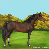 Horse Color:Liver Chestnut Sabino 