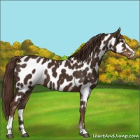 Horse Color:Liver Chestnut Sabino Near Leopard 