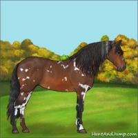 Horse Color:White Spotted Bay 