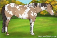Horse Color:White Spotted Sable Champagne 