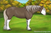 Horse Color:Silver Black Splash