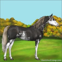 Horse Color:Liver Chestnut Sabino