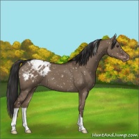 Horse Color:Liver Red Dun Appaloosa 
