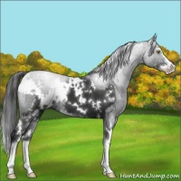 Horse Color:White Spotted Liver Chestnut Sabino 