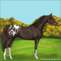 Horse Color:Liver Chestnut Appaloosa
