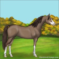 Horse Color:Liver Red Dun Sabino 
