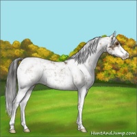 Horse Color:Liver Red Dun Sabino