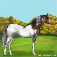 Horse Color:White Spotted Liver Chestnut 