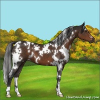Horse Color:White Spotted Liver Chestnut 