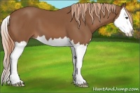 Horse Color:Chestnut Splash 