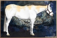Horse Color:White Spotted Buckskin Splash Rabicano