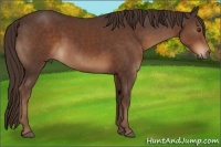 Horse Color:Liver Chestnut Rabicano