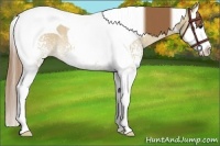 Horse Color:White Spotted Red Dun Splash Tobiano 