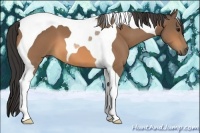 Horse Color:Buckskin Tobiano