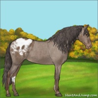 Horse Color:Liver Red Dun Appaloosa 