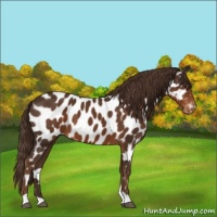 Horse Color:Liver Chestnut Appaloosa 
