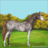 Horse Color:White Spotted Liver Chestnut 