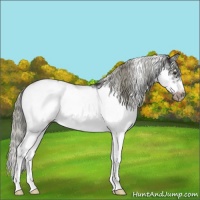 Horse Color:Liver Chestnut Sabino Frame 